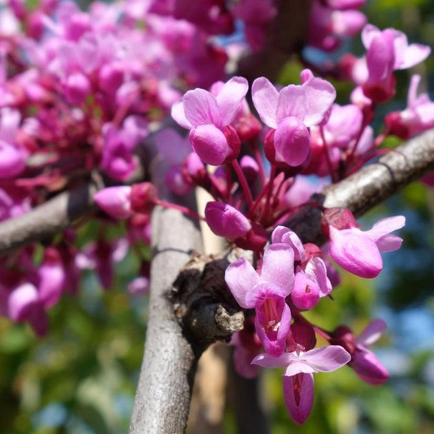 Cercis Canadensis Luscious Lavender Single Stem - View 6 from www redcrocus com