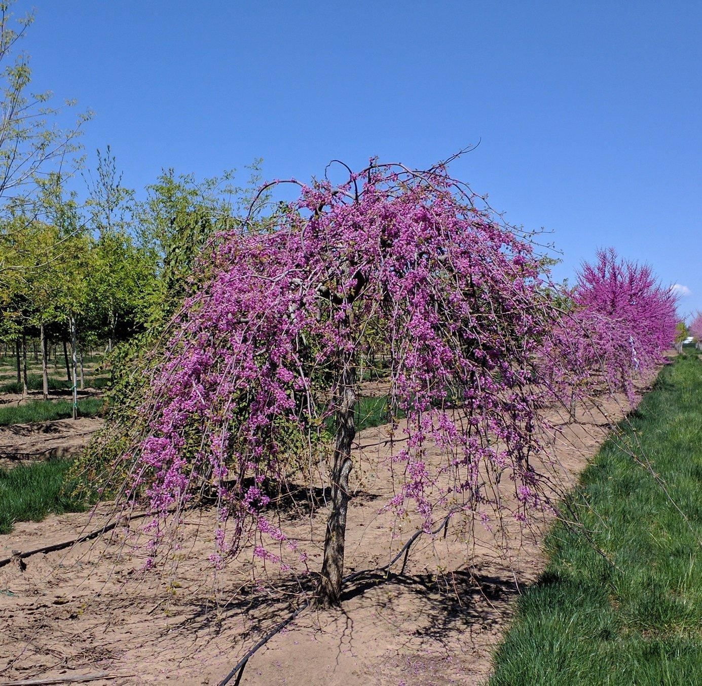 Cercis Canadensis Luscious Lavender Single Stem - View 7 from www redcrocus com