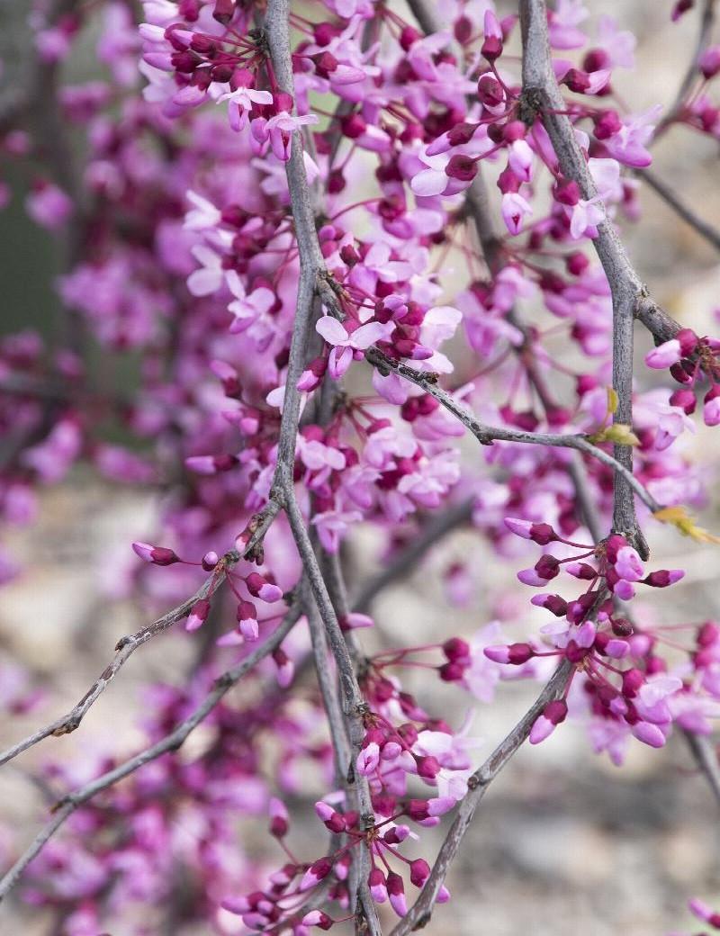 Cercis Canadensis Luscious Lavender Single Stem - View 9 from www redcrocus com