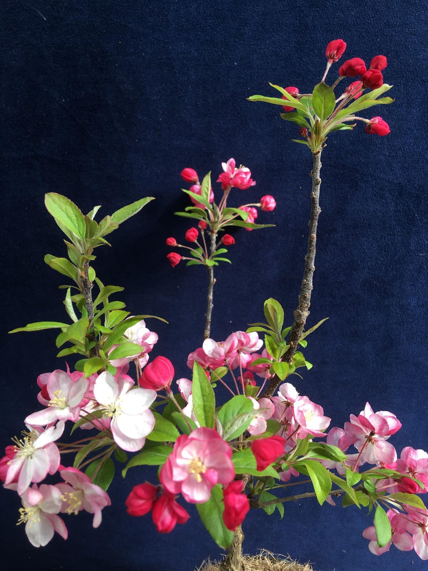 Malus Coralburst - View 10 from www redcrocus com
