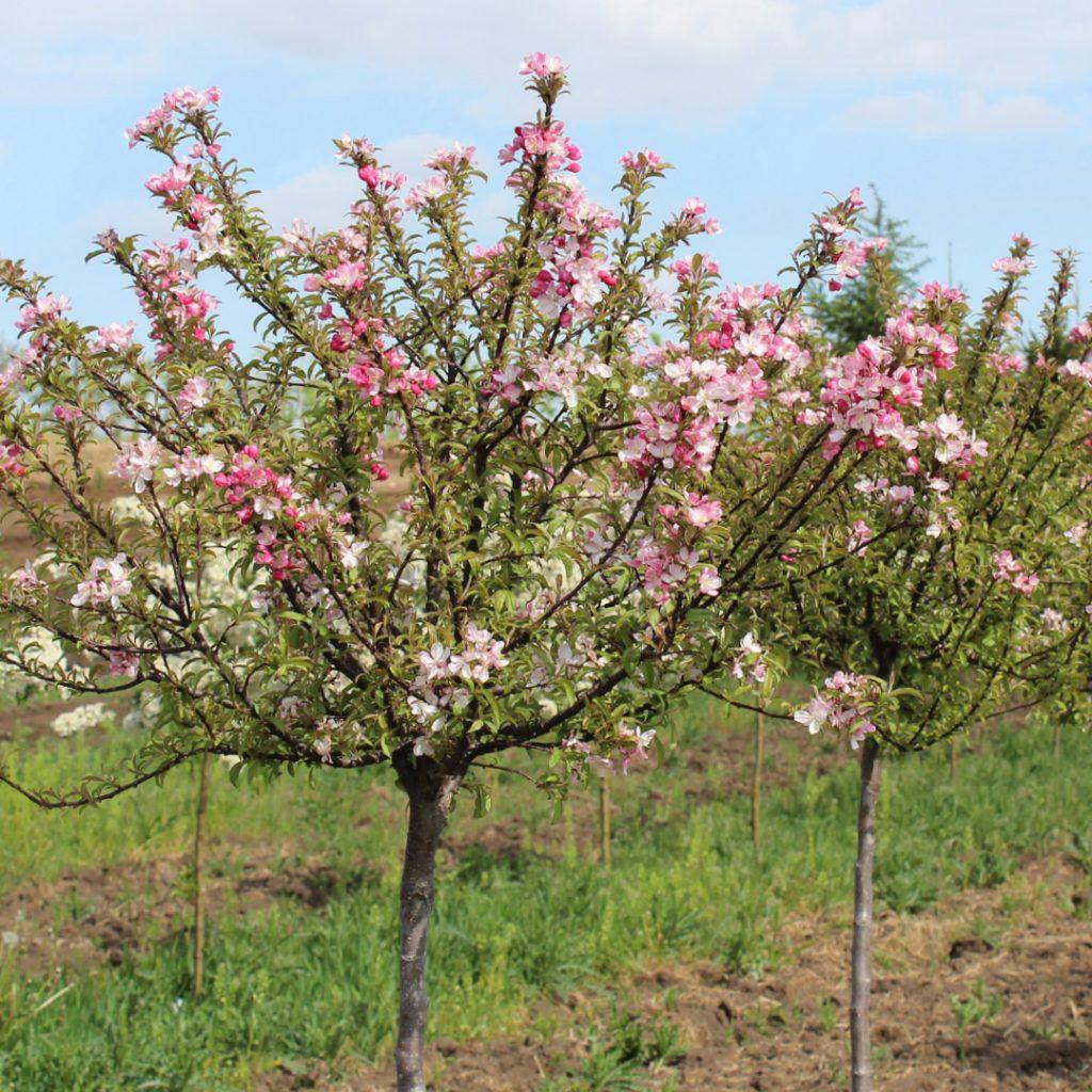 Malus Coralburst - View 11 from www redcrocus com