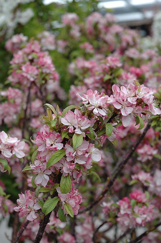 Malus Coralburst - View 13 from www redcrocus com