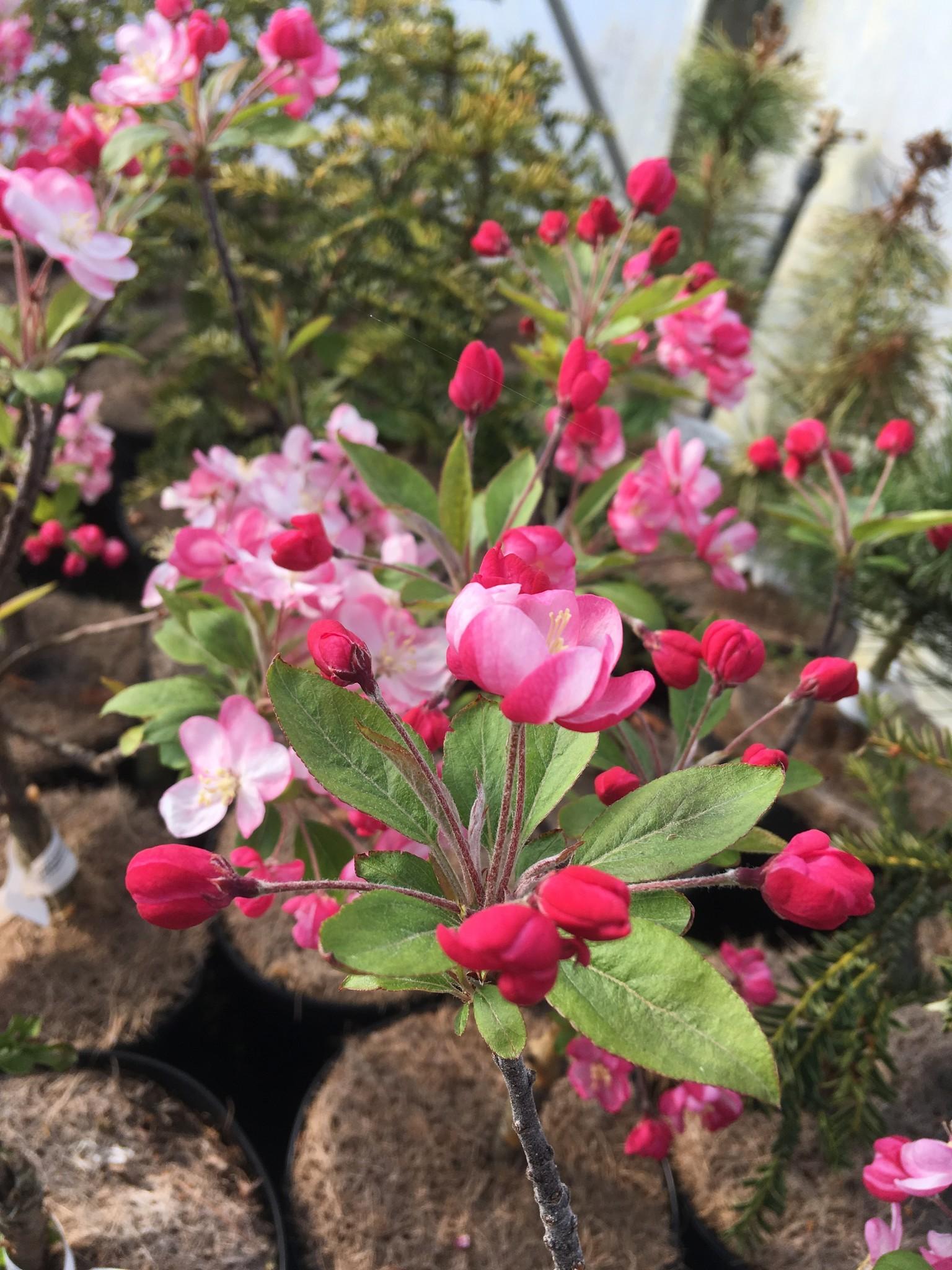 Malus Coralburst - View 14 from www redcrocus com