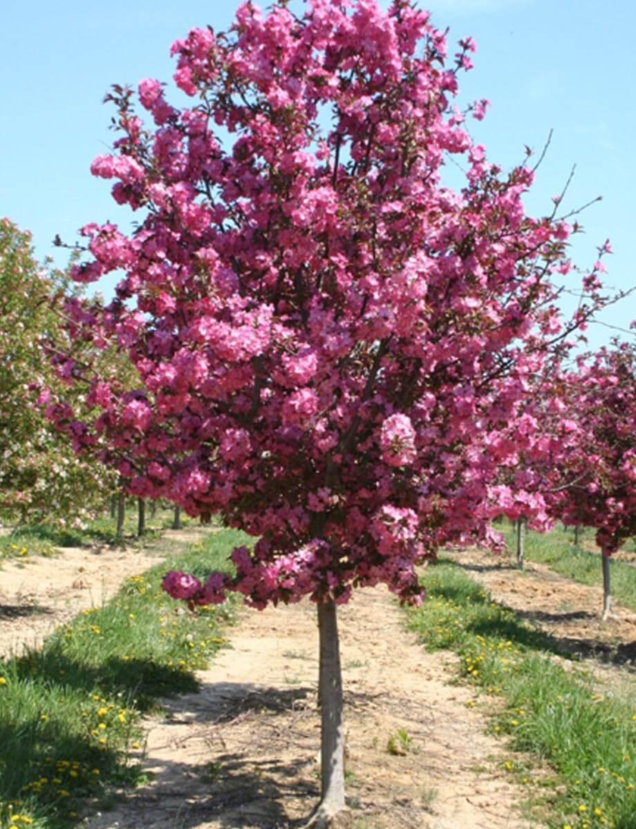 Malus Coralburst - View 18 from www redcrocus com