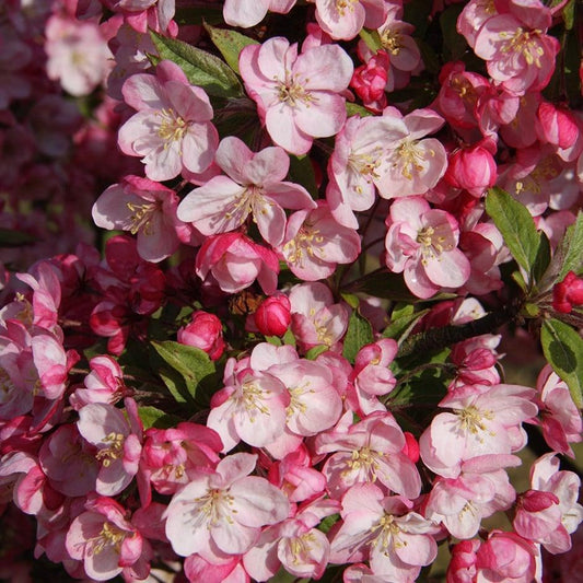 Malus Coralburst - View 1 from www redcrocus com