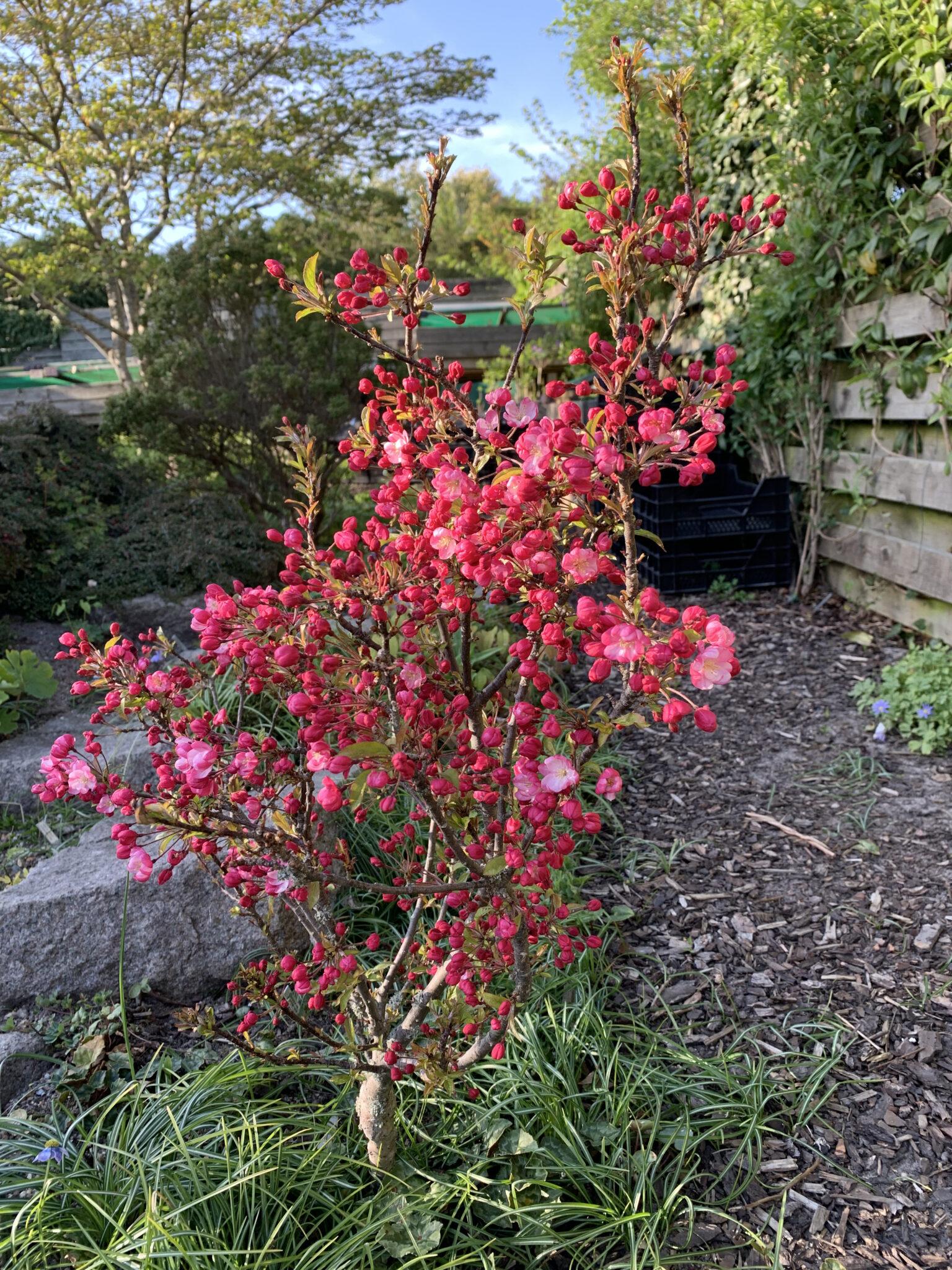 Malus Coralburst - View 20 from www redcrocus com