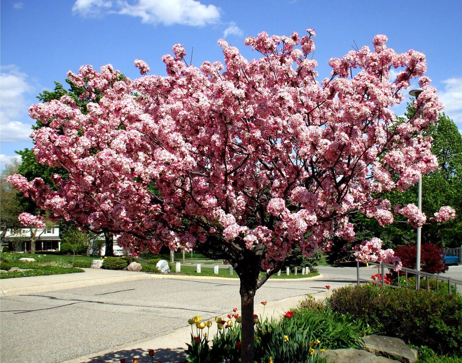 Malus Coralburst - View 2 from www redcrocus com