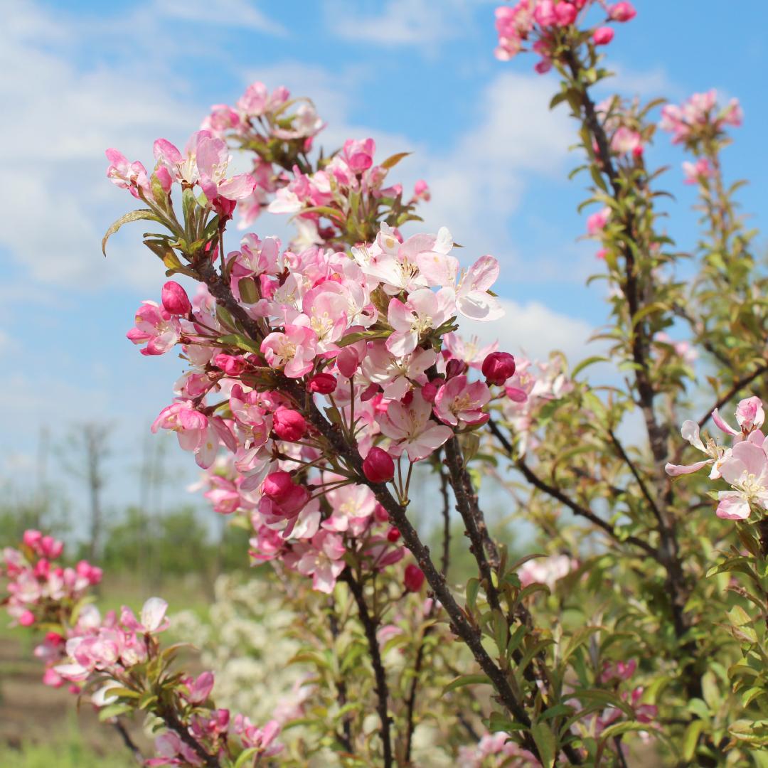 Malus Coralburst - View 5 from www redcrocus com