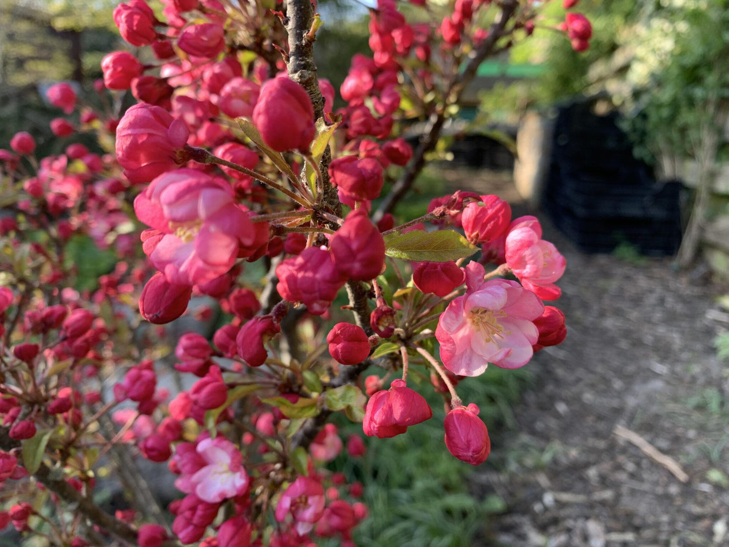 Malus Coralburst - View 6 from www redcrocus com