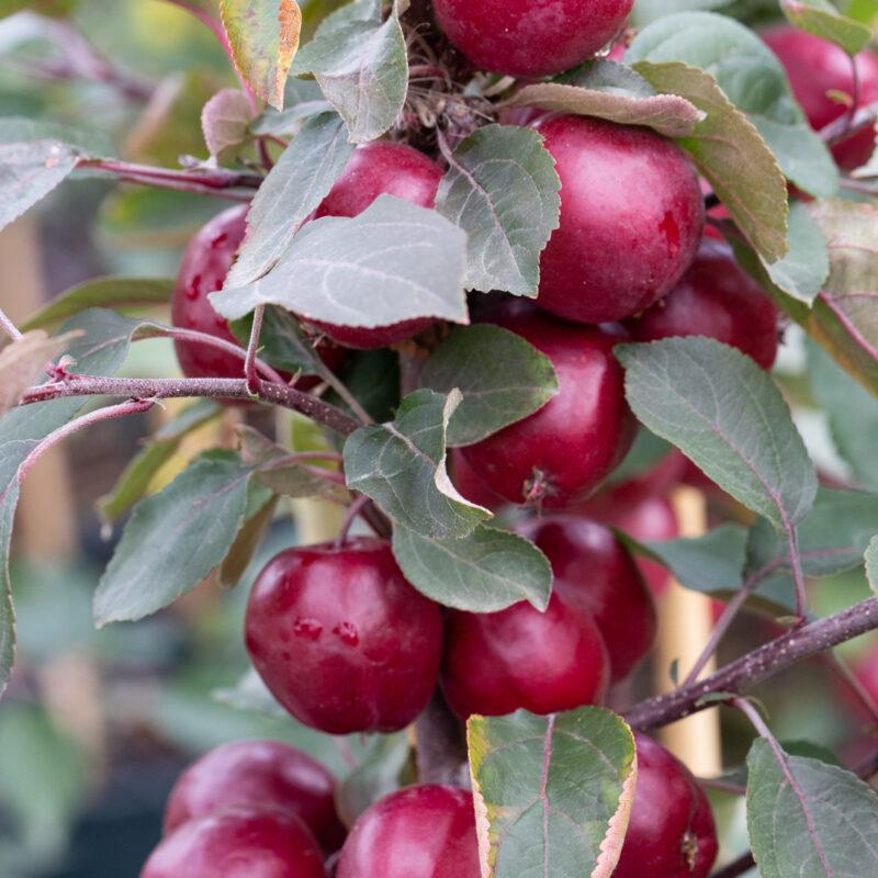 Malus Coralburst - View 8 from www redcrocus com