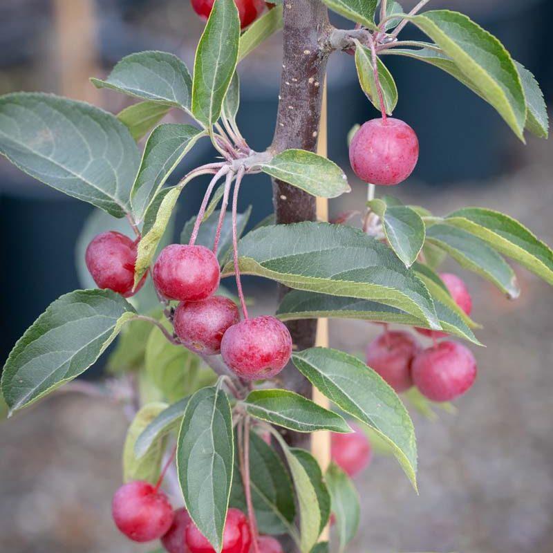 Malus Coralburst - View 9 from www redcrocus com
