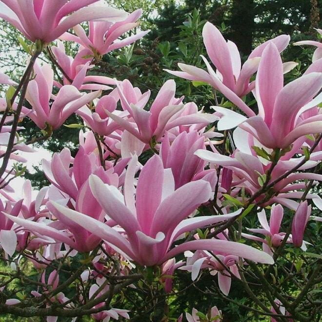 Magnolia Liliflora Betty Multi Stem - View 10 from www redcrocus com