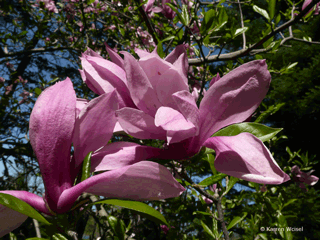 Magnolia Liliflora Betty Multi Stem - View 13 from www redcrocus com