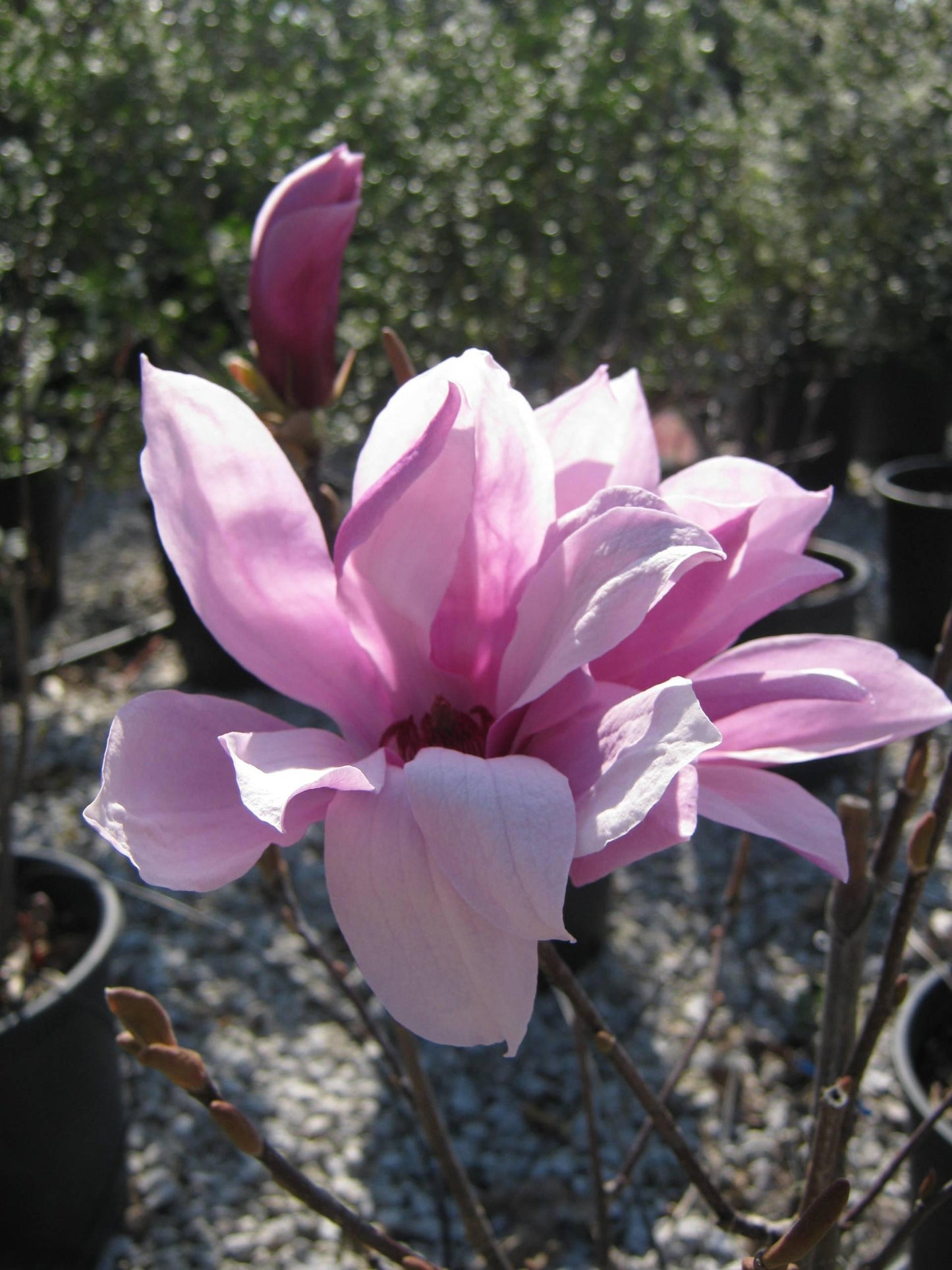 Magnolia Liliflora Betty Multi Stem - View 14 from www redcrocus com