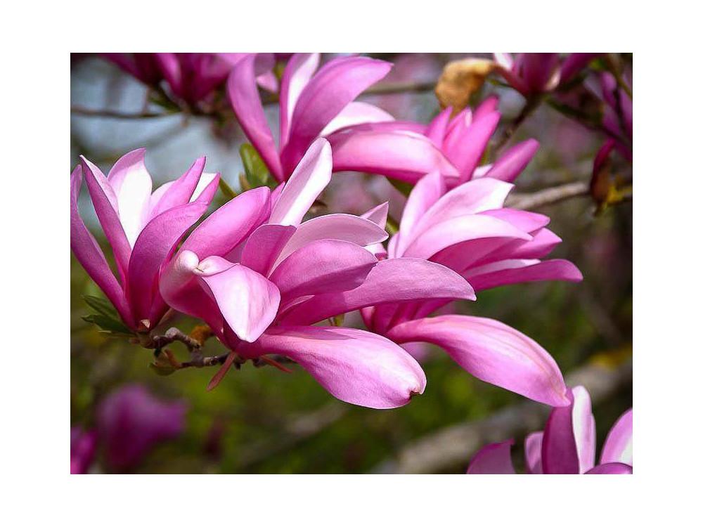 Magnolia Liliflora Betty Multi Stem - View 4 from www redcrocus com