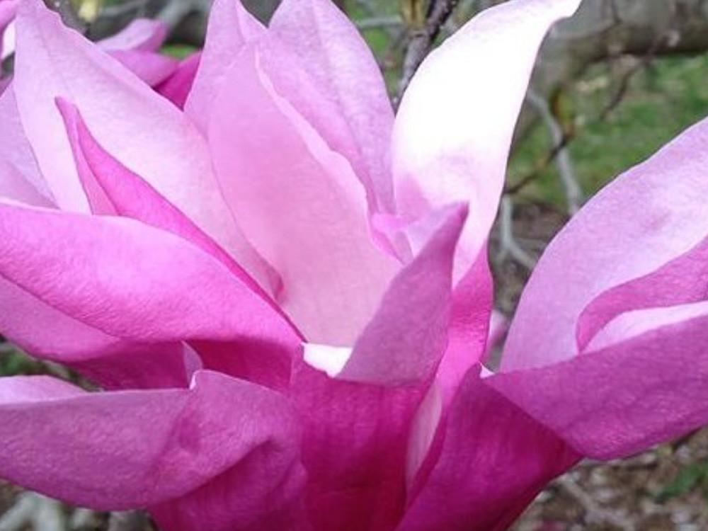 Magnolia Liliflora Betty Multi Stem - View 5 from www redcrocus com