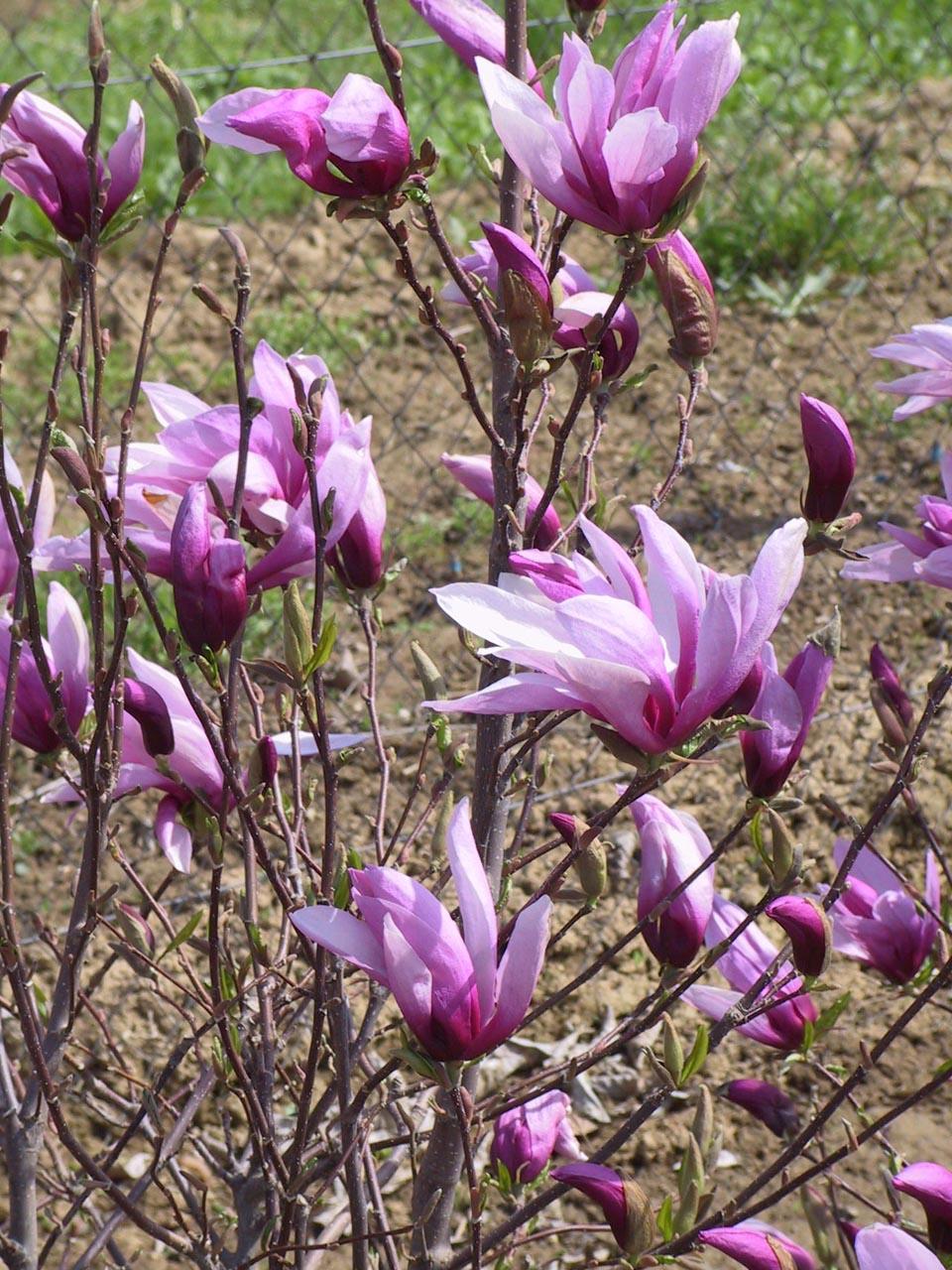 Magnolia Liliflora Betty Multi Stem - View 6 from www redcrocus com