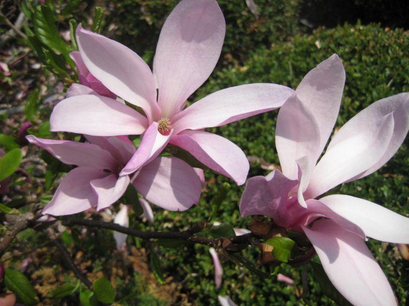 Magnolia Liliflora Betty Multi Stem - View 7 from www redcrocus com