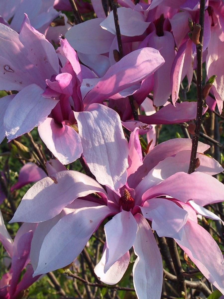 Magnolia Liliflora Betty Multi Stem - View 9 from www redcrocus com