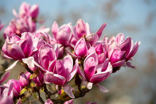 Magnolia Shirazz Single Stem - View 10 from www redcrocus com