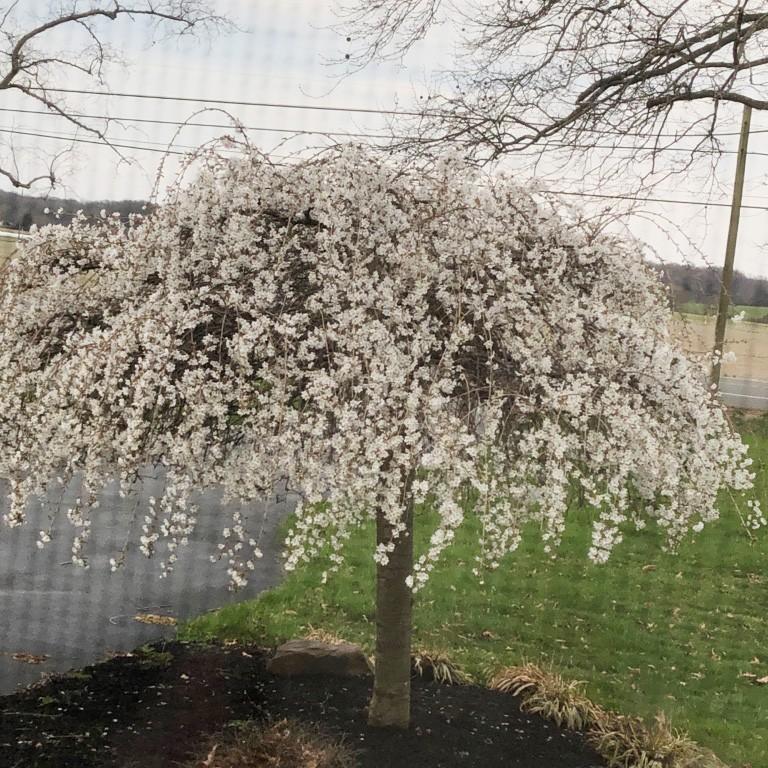 Prunus Serrulata Pink Snow Showers Single Stem - View 10 from www redcrocus com