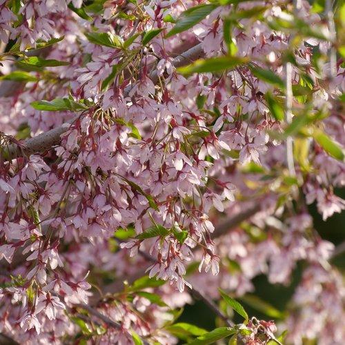 Prunus Serrulata Pink Snow Showers Single Stem - View 11 from www redcrocus com
