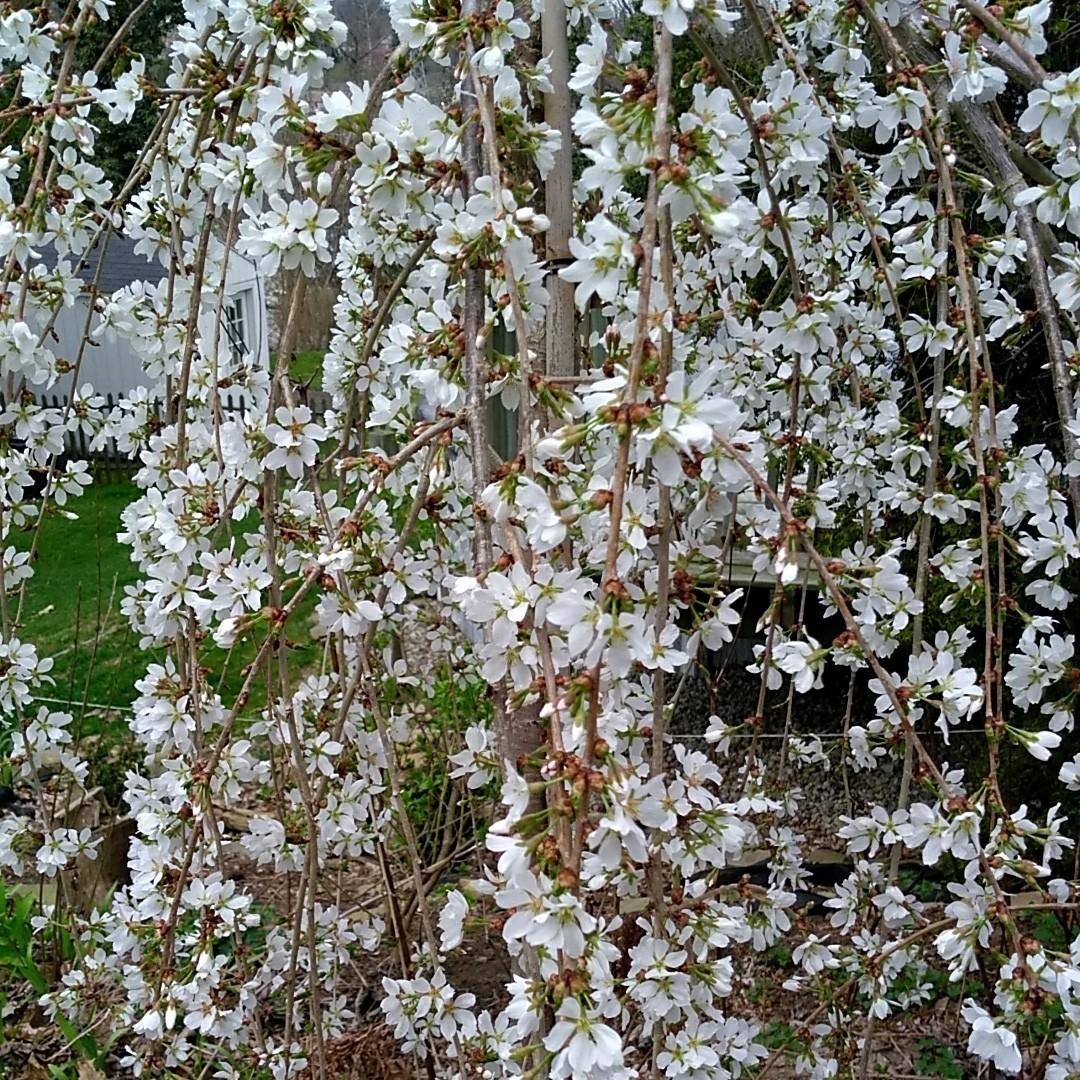 Prunus Serrulata Pink Snow Showers Single Stem - View 12 from www redcrocus com