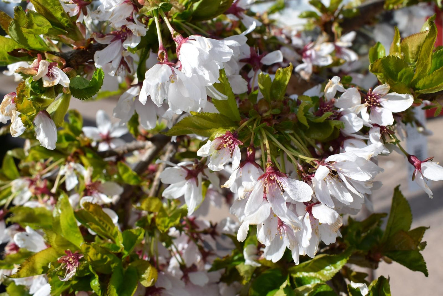 Prunus Serrulata Pink Snow Showers Single Stem - View 13 from www redcrocus com