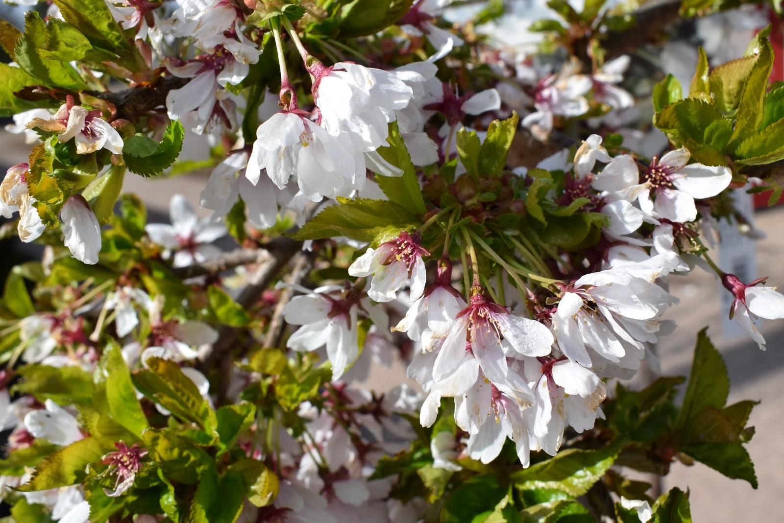 Prunus Serrulata Pink Snow Showers Single Stem - View 13 from www redcrocus com