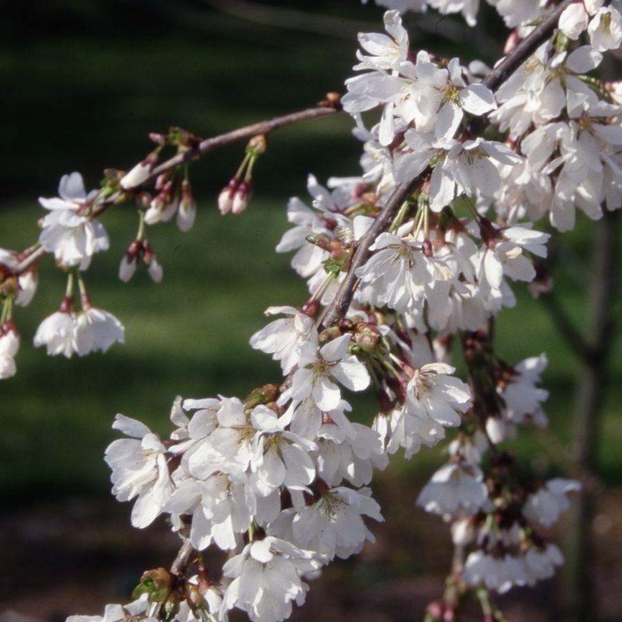Prunus Serrulata Pink Snow Showers Single Stem - View 14 from www redcrocus com