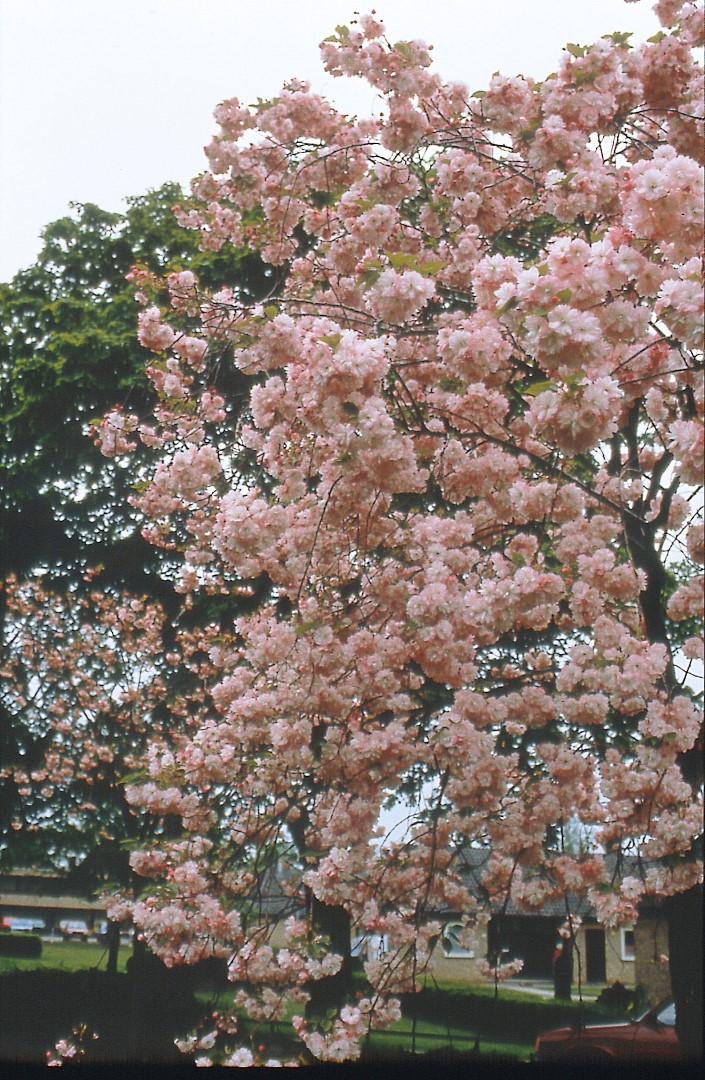 Prunus Serrulata Pink Snow Showers Single Stem - View 15 from www redcrocus com