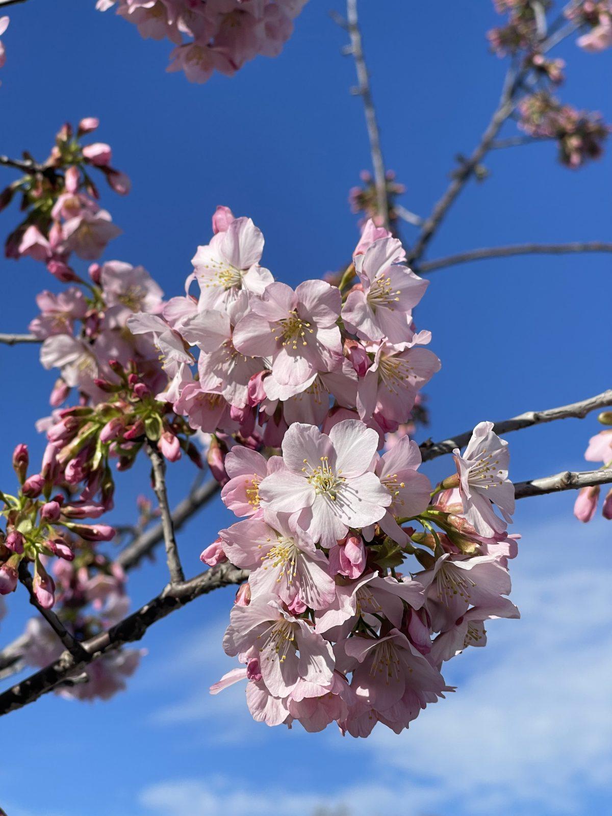 Prunus Serrulata Pink Snow Showers Single Stem - View 16 from www redcrocus com