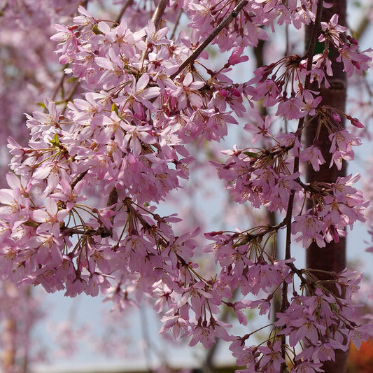 Prunus Serrulata Pink Snow Showers Single Stem - View 1 from www redcrocus com