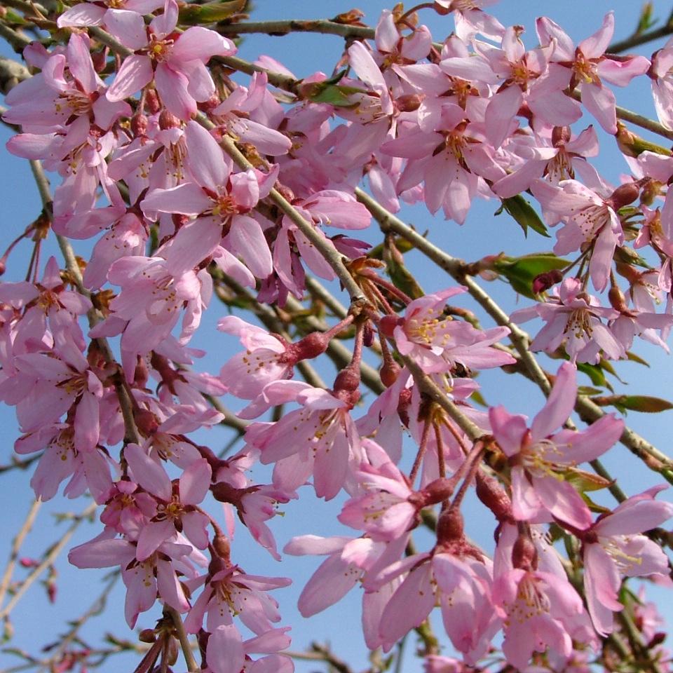 Prunus Serrulata Pink Snow Showers Single Stem - View 2 from www redcrocus com