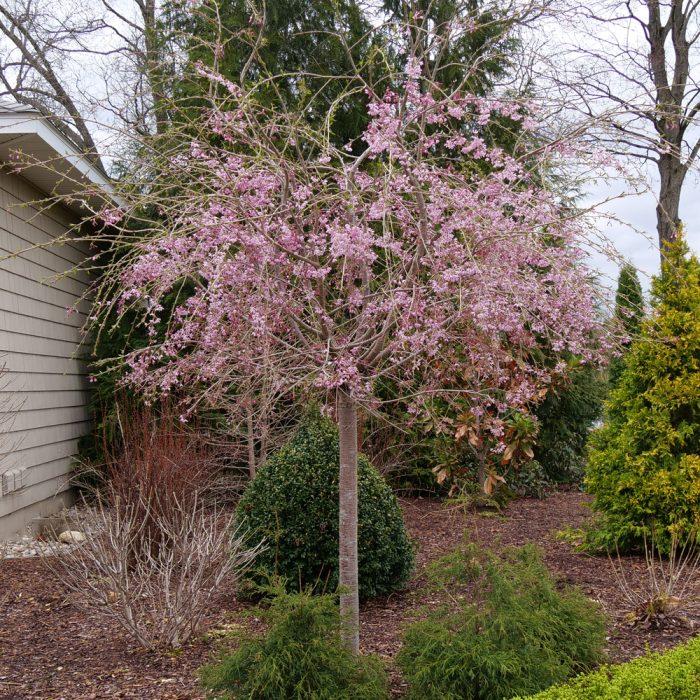 Prunus Serrulata Pink Snow Showers Single Stem - View 3 from www redcrocus com