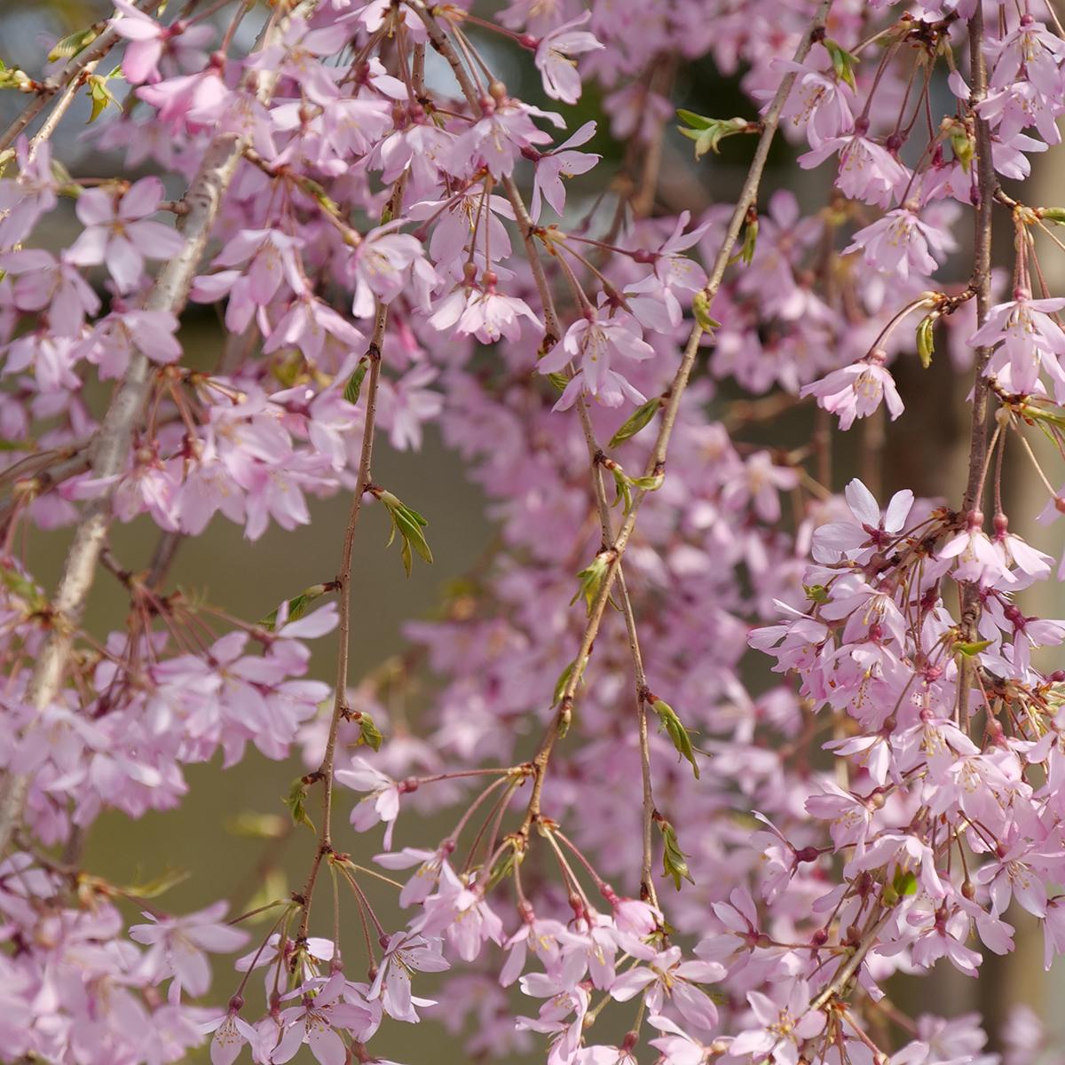 Prunus Serrulata Pink Snow Showers Single Stem - View 4 from www redcrocus com