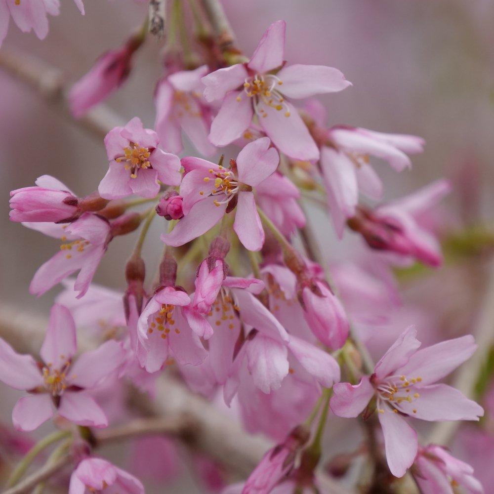 Prunus Serrulata Pink Snow Showers Single Stem - View 5 from www redcrocus com