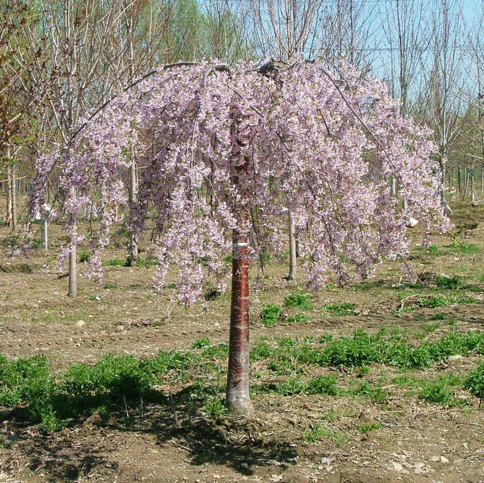 Prunus Serrulata Pink Snow Showers Single Stem - View 6 from www redcrocus com