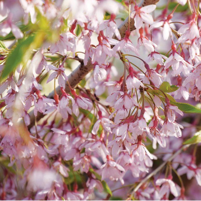 Prunus Serrulata Pink Snow Showers Single Stem - View 8 from www redcrocus com