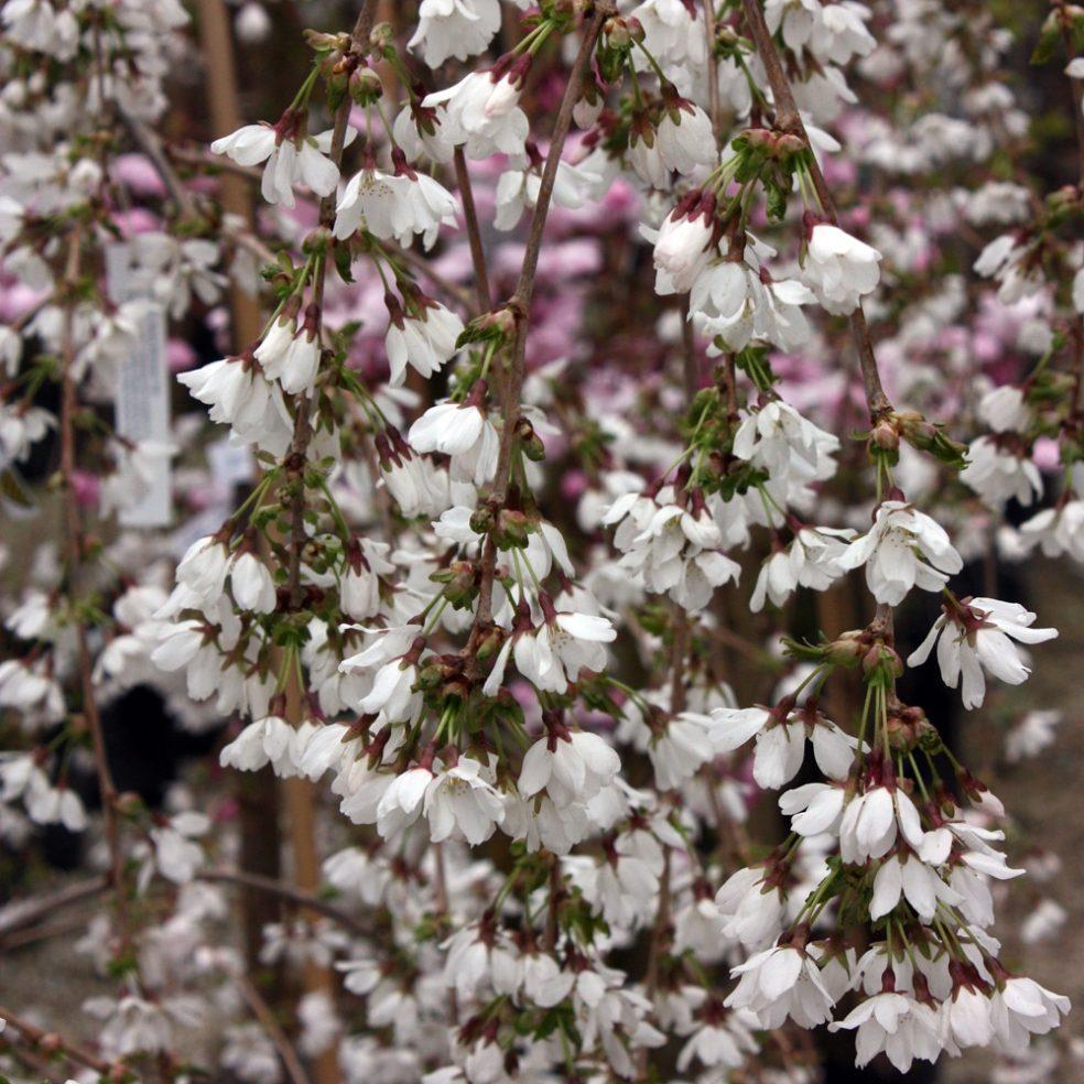 Prunus Serrulata Pink Snow Showers Single Stem - View 9 from www redcrocus com