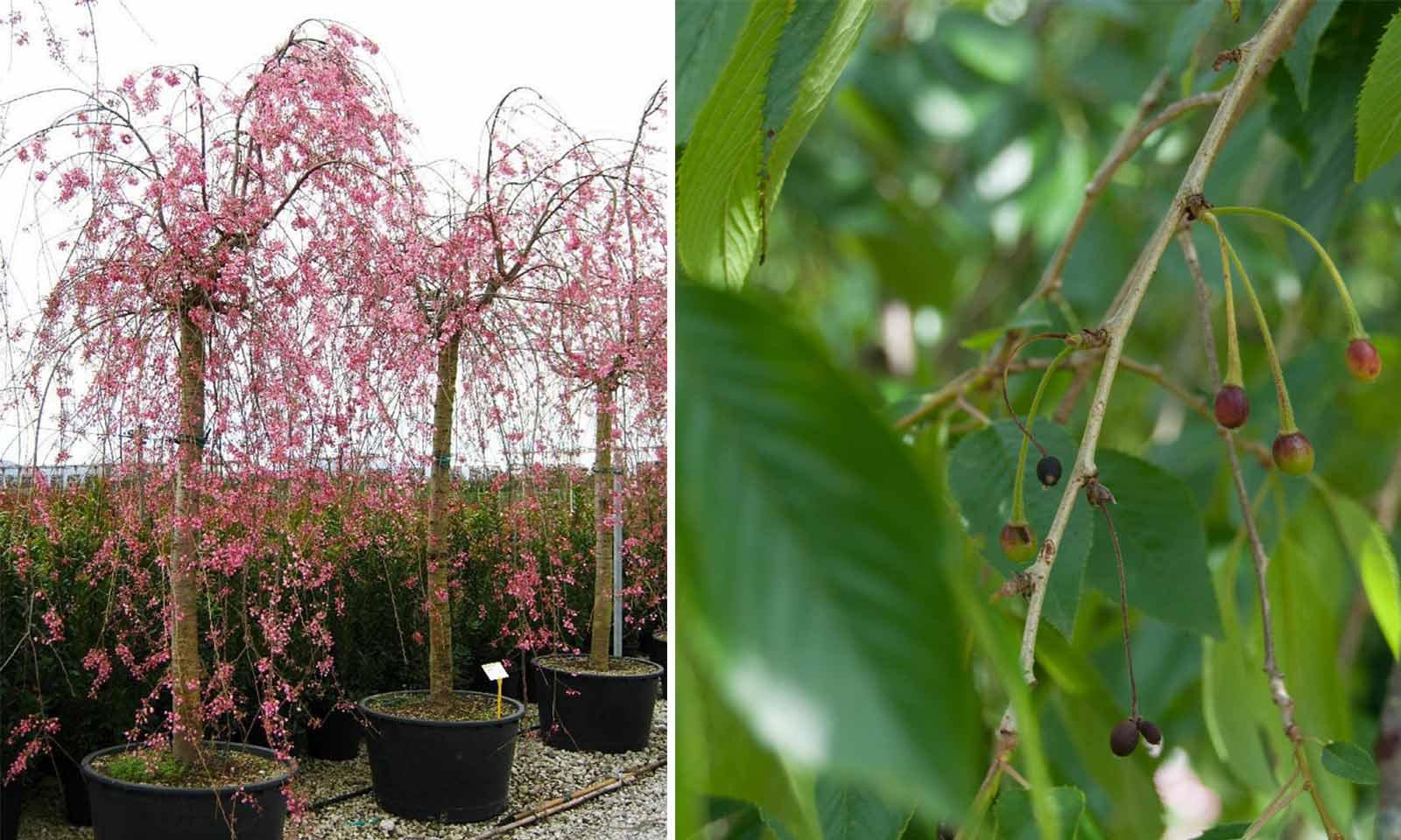 Prunus Subhirtella Pendula Plena Rosea Single Stem - View 14 from www redcrocus com