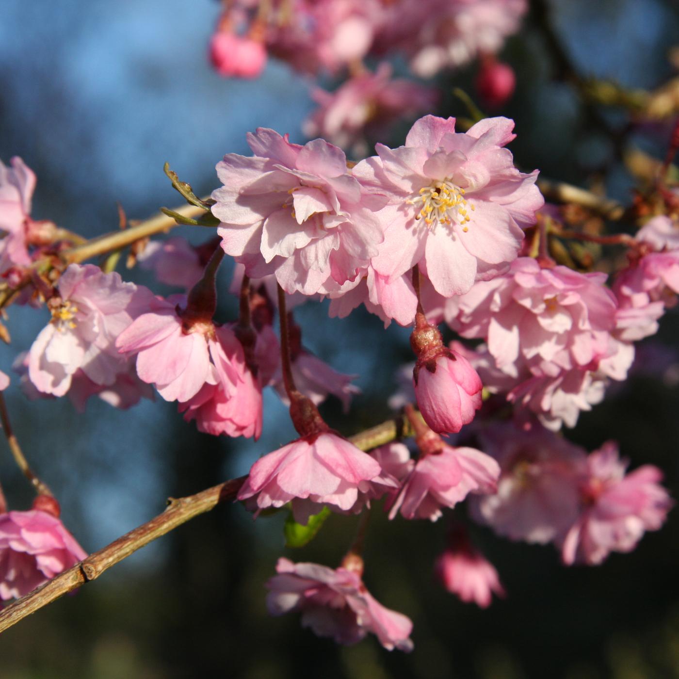 Prunus Subhirtella Pendula Plena Rosea Single Stem - View 4 from www redcrocus com