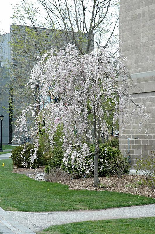 Prunus Subhirtella Pendula Plena Rosea Single Stem - View 8 from www redcrocus com