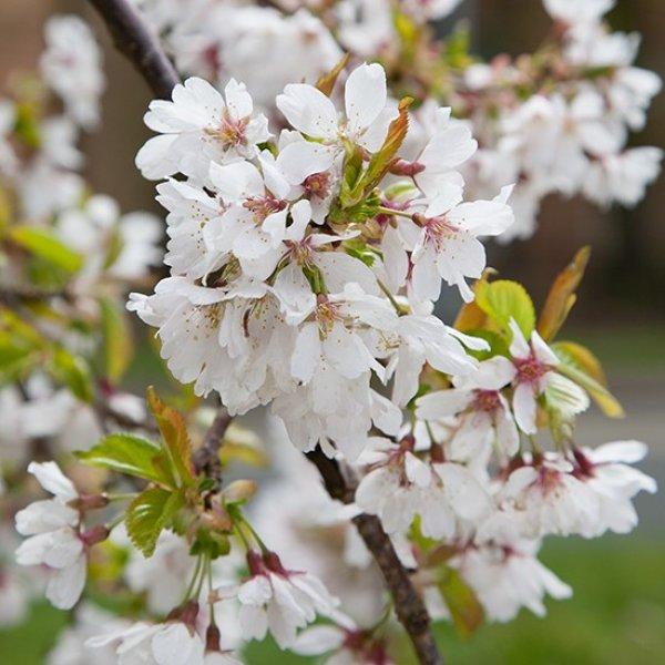 Prunus Serrulata Pink Snow Showers Single Stem - View 17 from www redcrocus com
