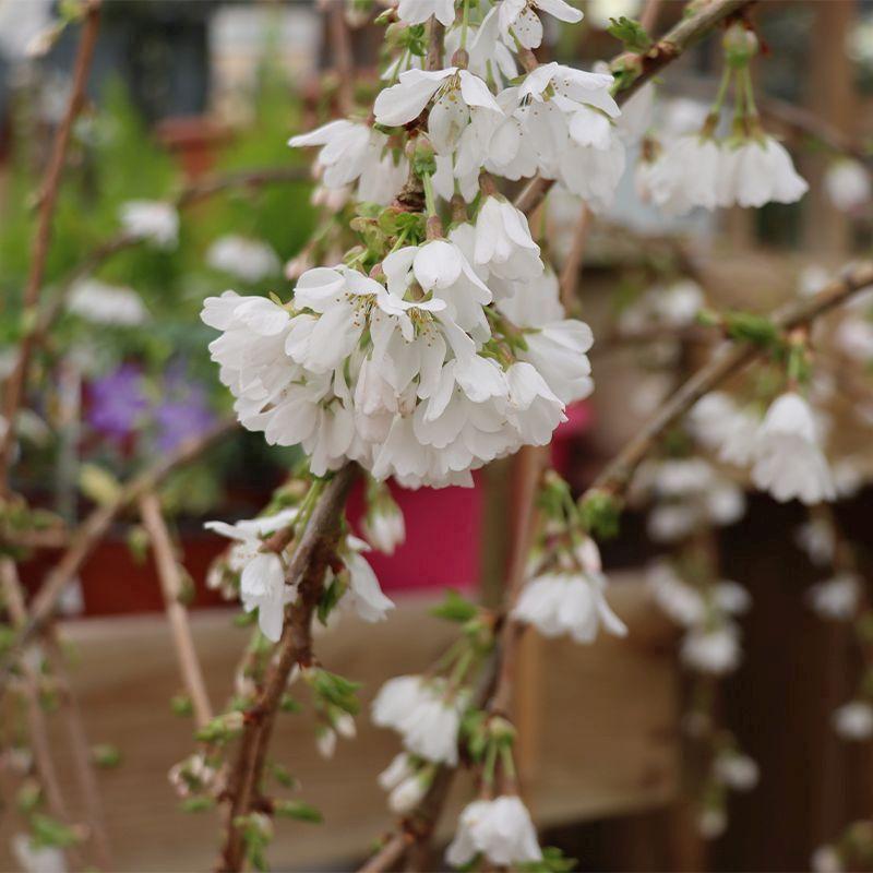 Prunus Serrulata Pink Snow Showers Single Stem - View 18 from www redcrocus com