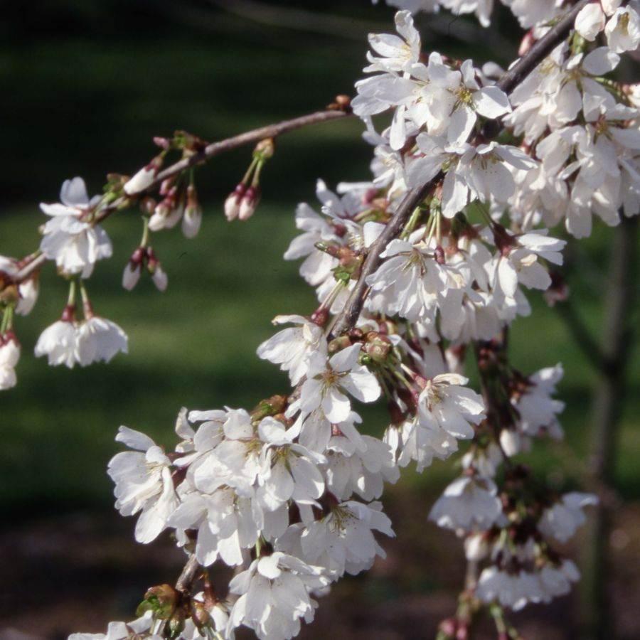 Prunus Serrulata Pink Snow Showers Single Stem - View 19 from www redcrocus com