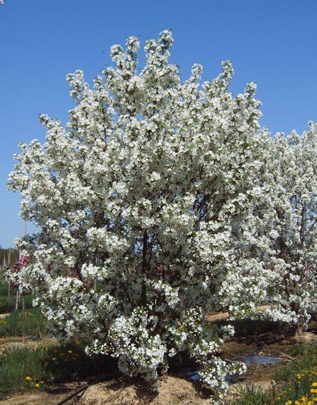 Malus Snowdrift - View 10 from www redcrocus com