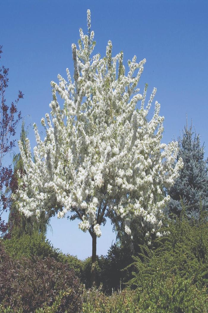 Malus Snowdrift - View 14 from www redcrocus com