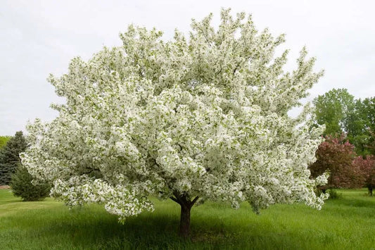 Malus Snowdrift - View 1 from www redcrocus com