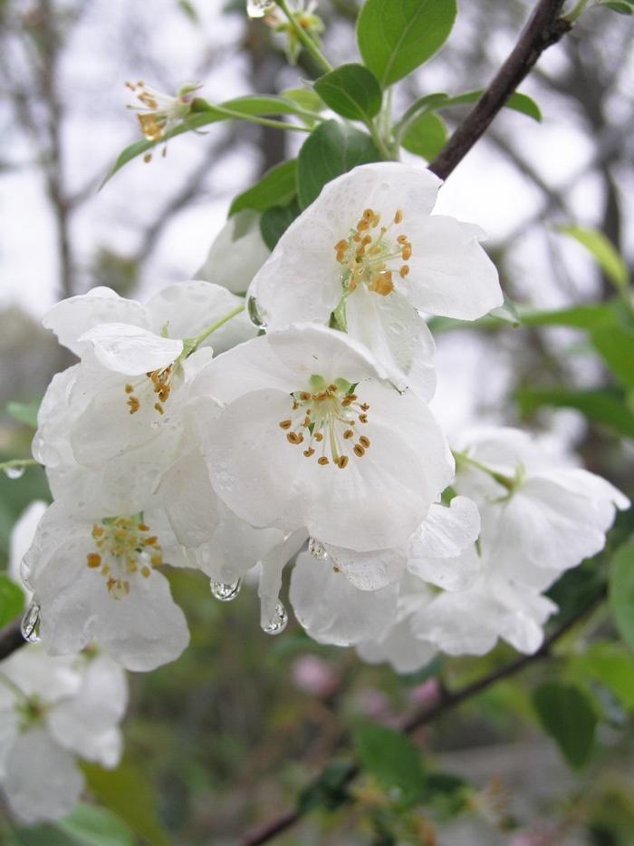 Malus Snowdrift - View 8 from www redcrocus com